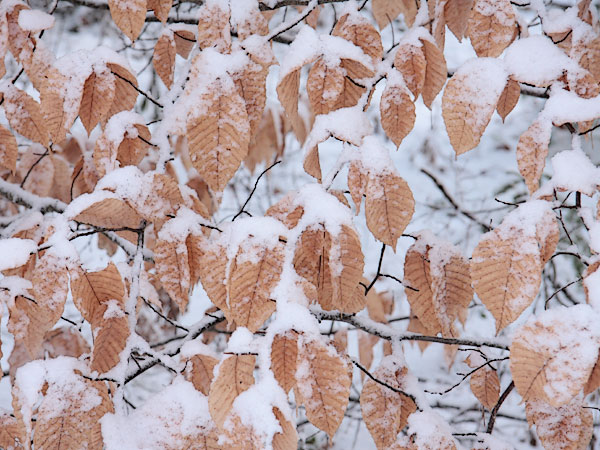 snow covered beech leaves