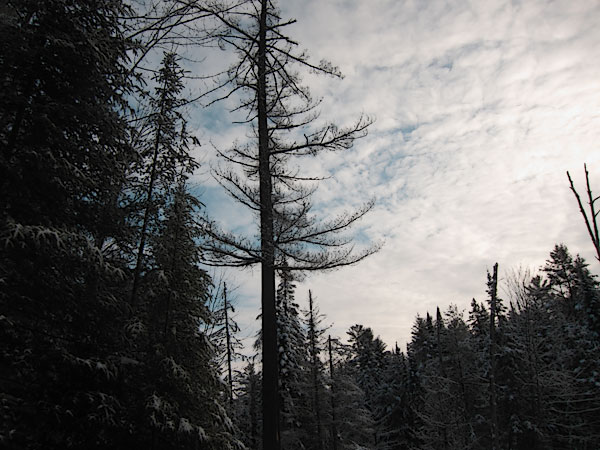 along the HSA Ski Trail in the Petawawa Research Forest