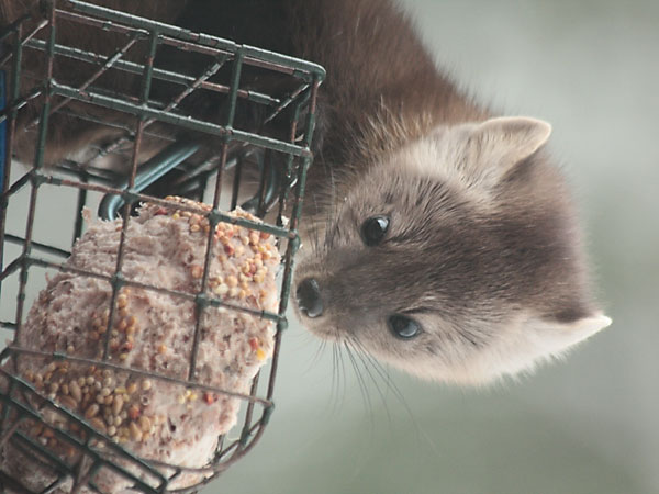 american  pine marten on suet cage