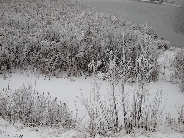 hoar frost along the Chalk River