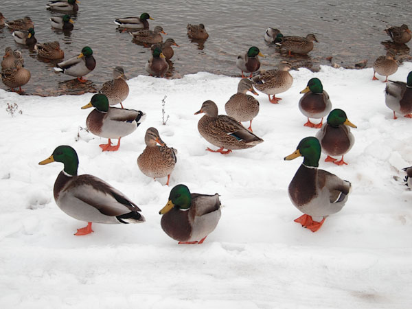 ducks at the Deep River Pier