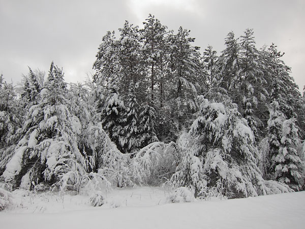 in the Petawawa Research Forest