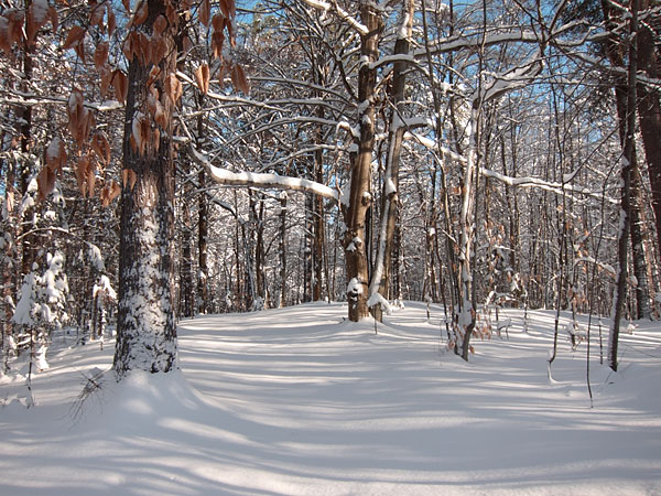along the HSA Ski Trail in the Petawawa Research Forest