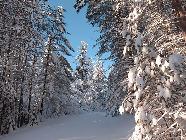 along R5 in the Petawawa Research Forest