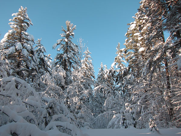 white pines in the Petawawa Research Forest