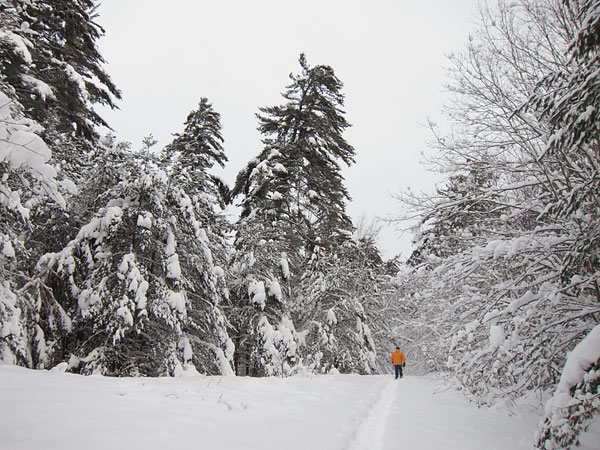 along R1 in the Petawawa Research Forest