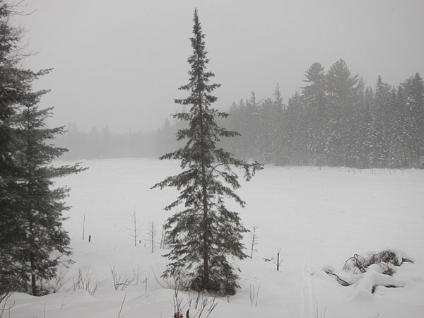 beaver pond along HSA ski trail in Petawawa Research Forest