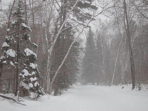 Woermke Road in the Petawawa Research Forest