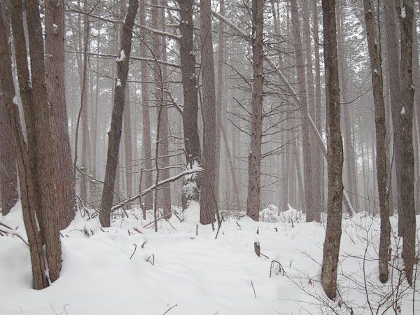pine plantation in Petawawa Research Forest