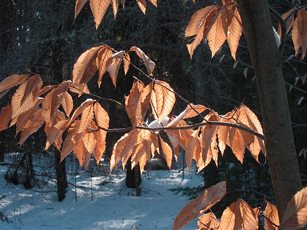 beech leaves