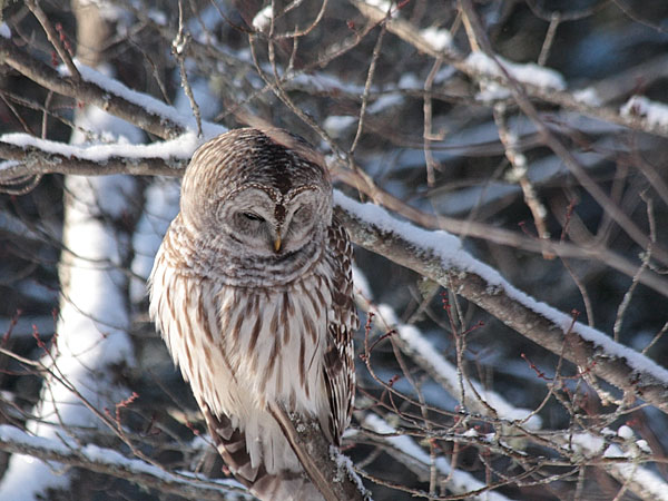 barred owl