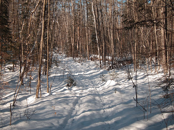 along the HSA Ski Trail in the Petawawa Research Forest