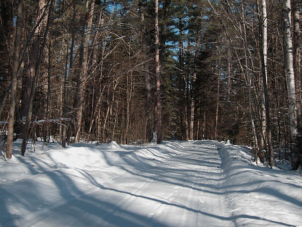 Branstead Road in the Petawawa Research Forest