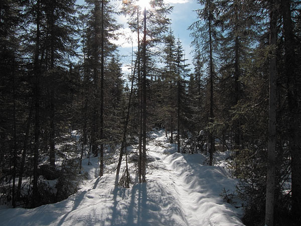 spruce swamp along the HSA Ski Trail in the Petawawa Research Forest