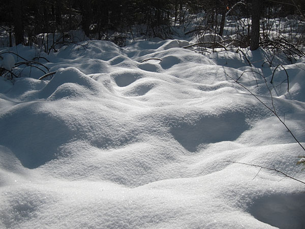 hummocks along the HSA Ski Trail in the Petawawa Research Forest