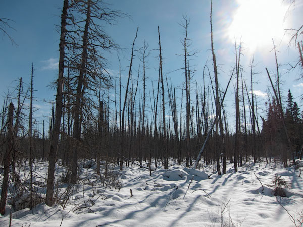 wetland along the HSA Ski Trail in the Petawawa Research Forest