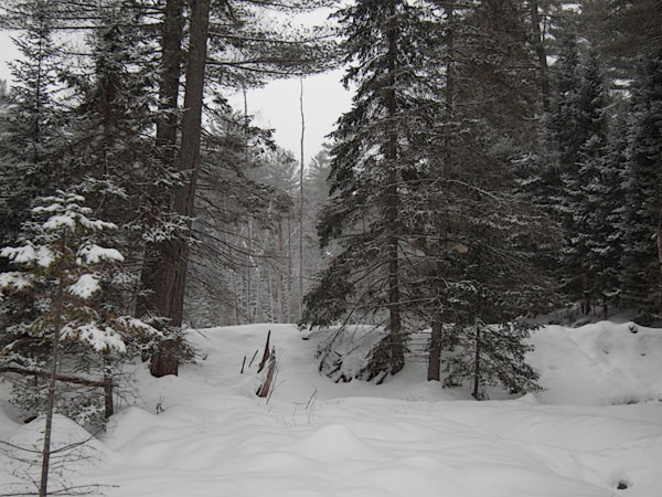 beaver dam along the HSA Ski Trail in the Petawawa Research Forest