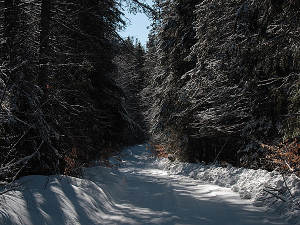 Branstead Road in the Petawawa Research Forest