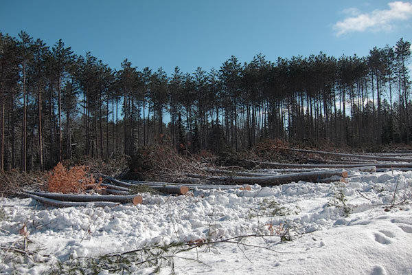harvesting the red pine plantation along Branstead Road in the Petawawa Research Forest
