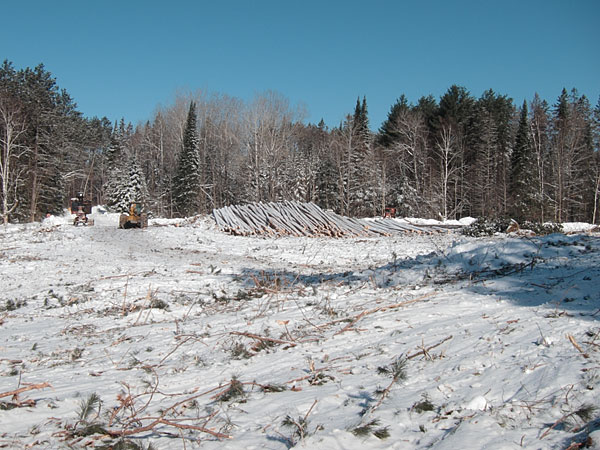 harvesting the red pine plantation along Branstead Road in the Petawawa Research Forest