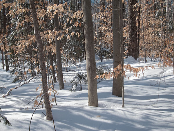 beech leaves in the Petawawa Research Forest