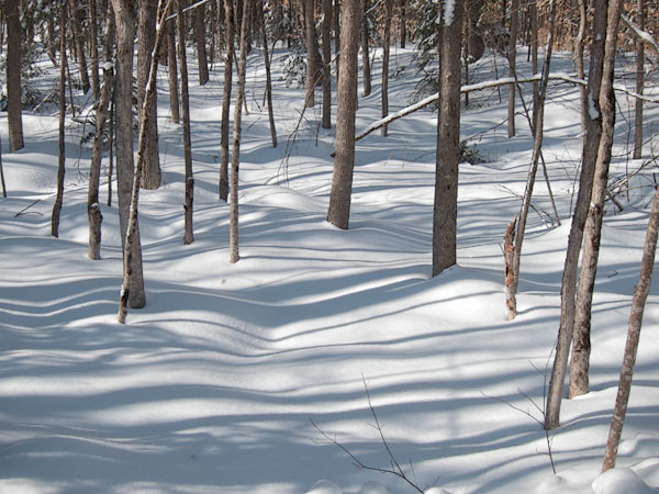 early spring in the Petawawa Research Forest