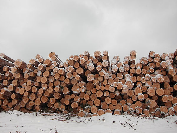 red pine harvest along Woermke Road in the Petawawa Research Forest