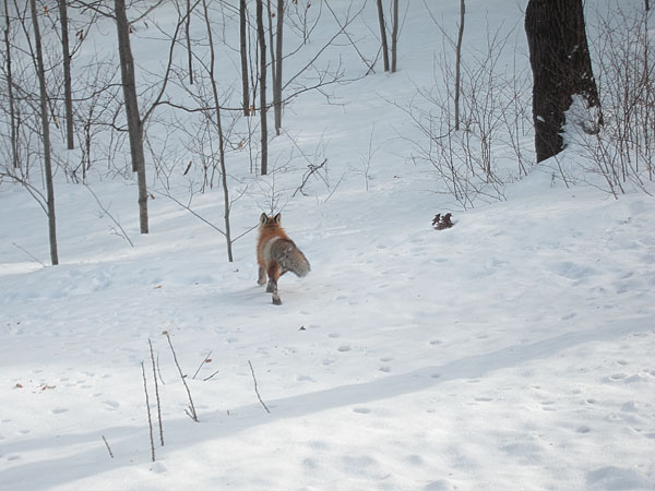 red fox
