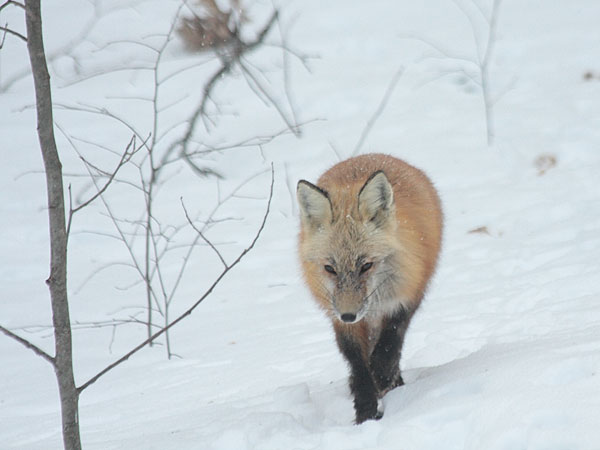 red fox