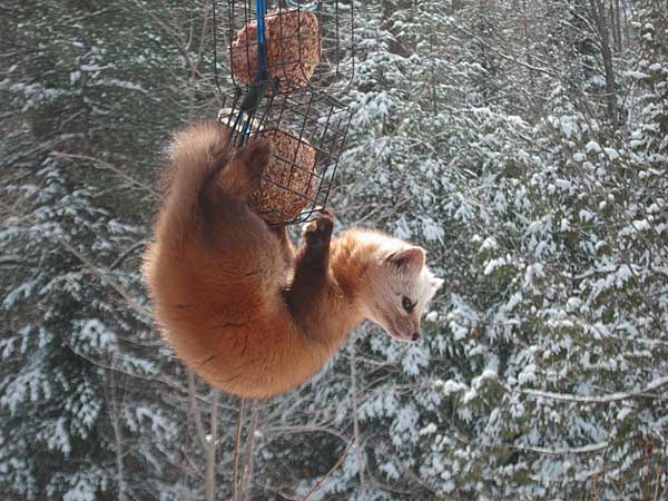 american  pine marten on suet cage
