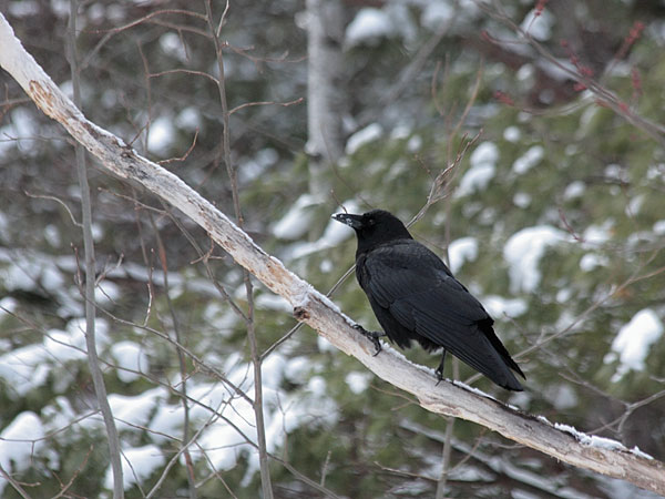 crow