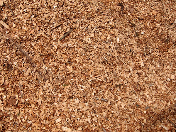 wood chips in the Petawawa Research Forest