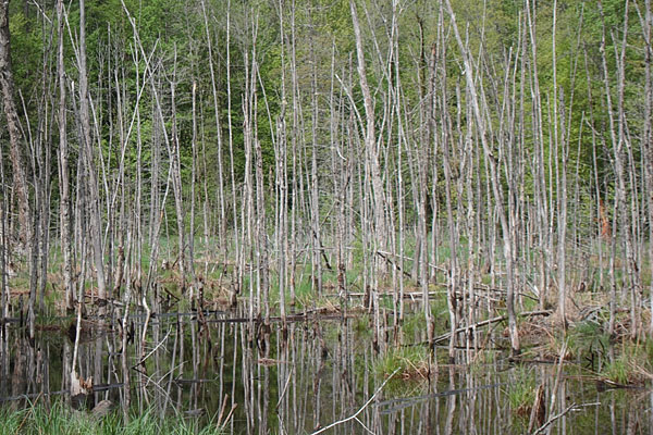 wetland in the Petawawa Research Forest