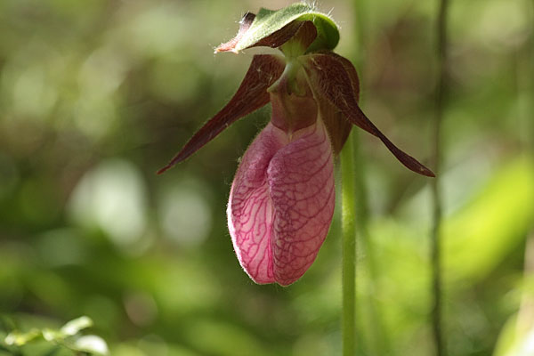 Cypripedium acaule Pink Ladysslipper