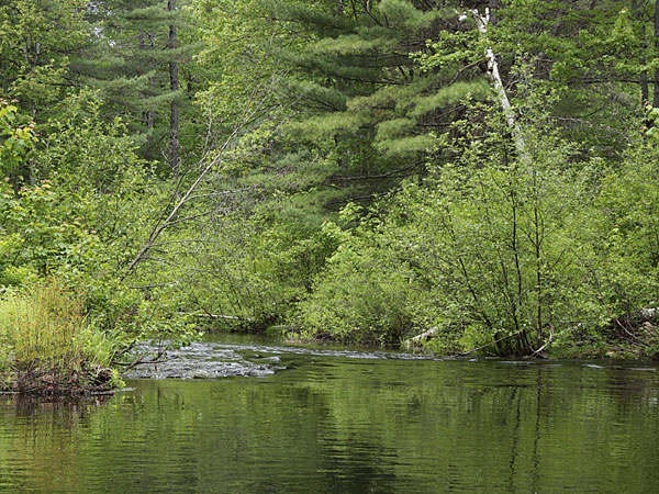 Cartier Creek in the Petawawa Research Forest