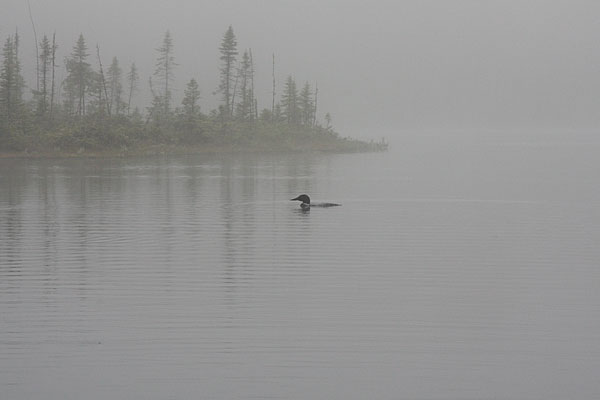 loon at kettle bog along the Brent Road
