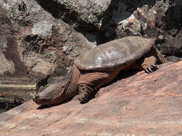 snapping turtle on the Barron River in Algonquin Park