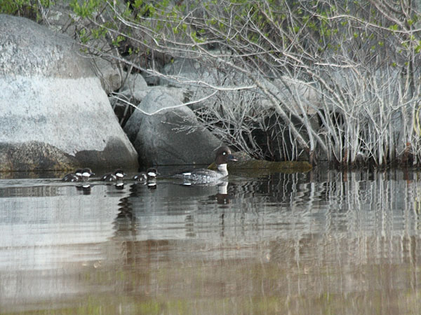 common Goldeneye  Bucephala clangula on the Ottawa River near Point Alexander