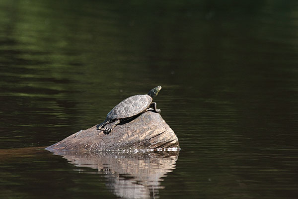 basking turtle