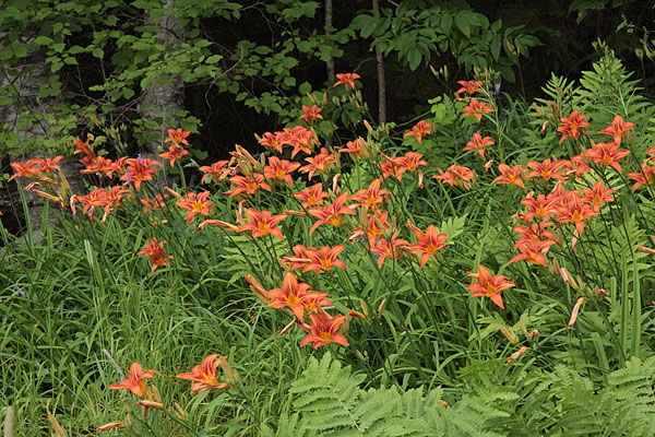 naturalized daylilies in the Petawawa Research Forest