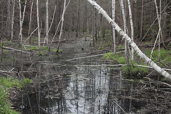 Birch Trees in the Petawawa Research Forest
