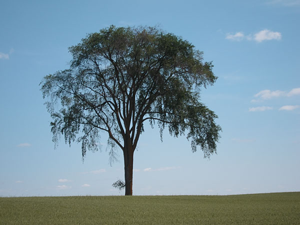 Elm tree