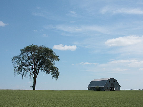 Elm tree and barn