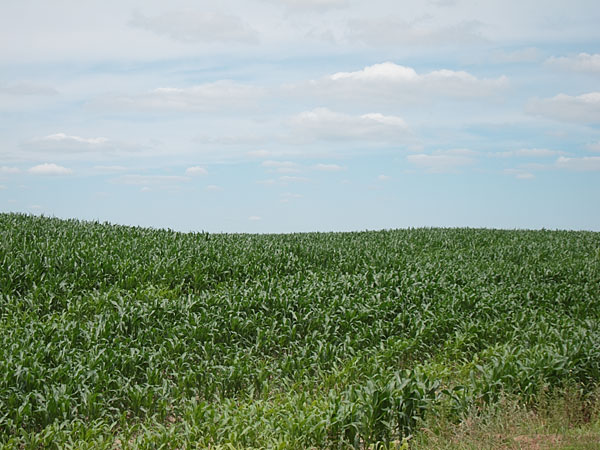 corn field