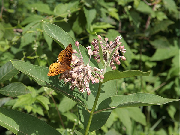 Butterfly  Fritillary
