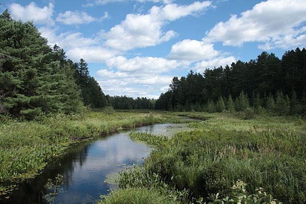 Young Creek in the Petawawa Research Forest