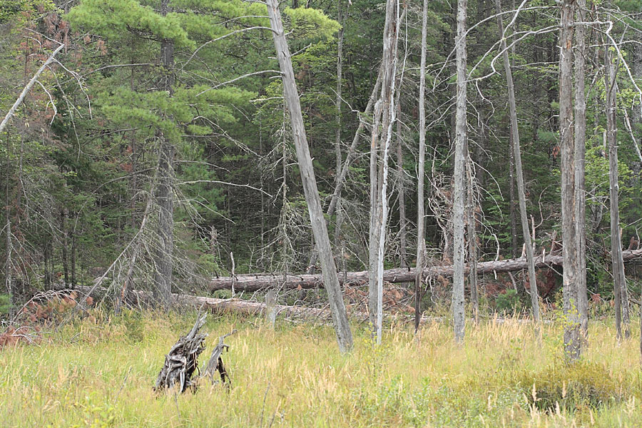in the Petawawa Research Forest