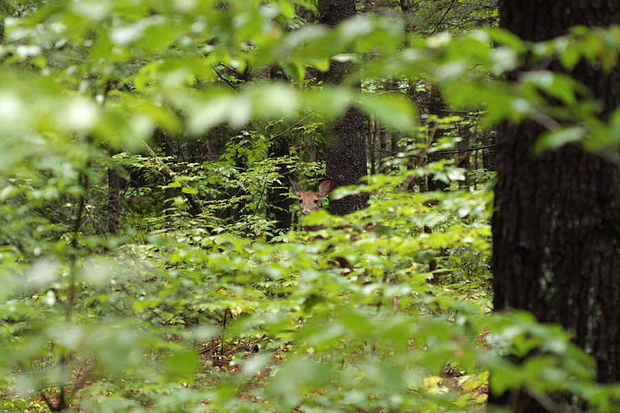 Deer hiding  in bushes