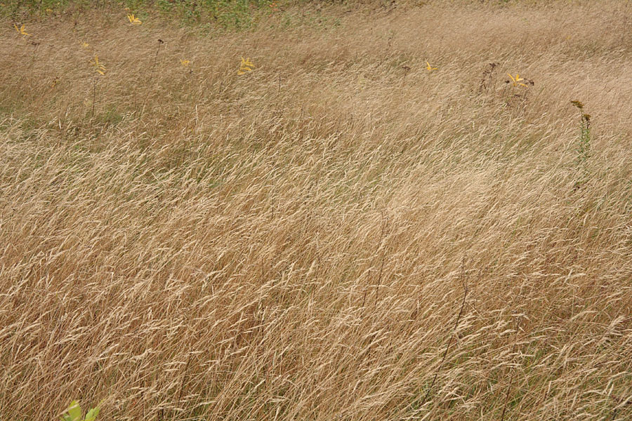 dry grass