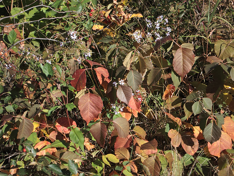 fall colours  poison ivy